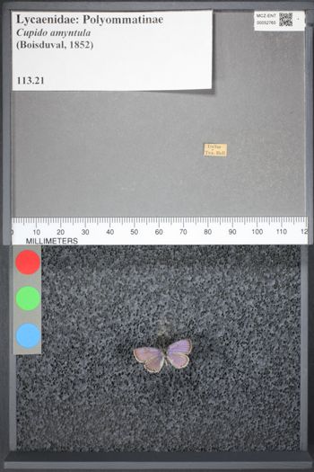 Media type: image;   Entomology 52765